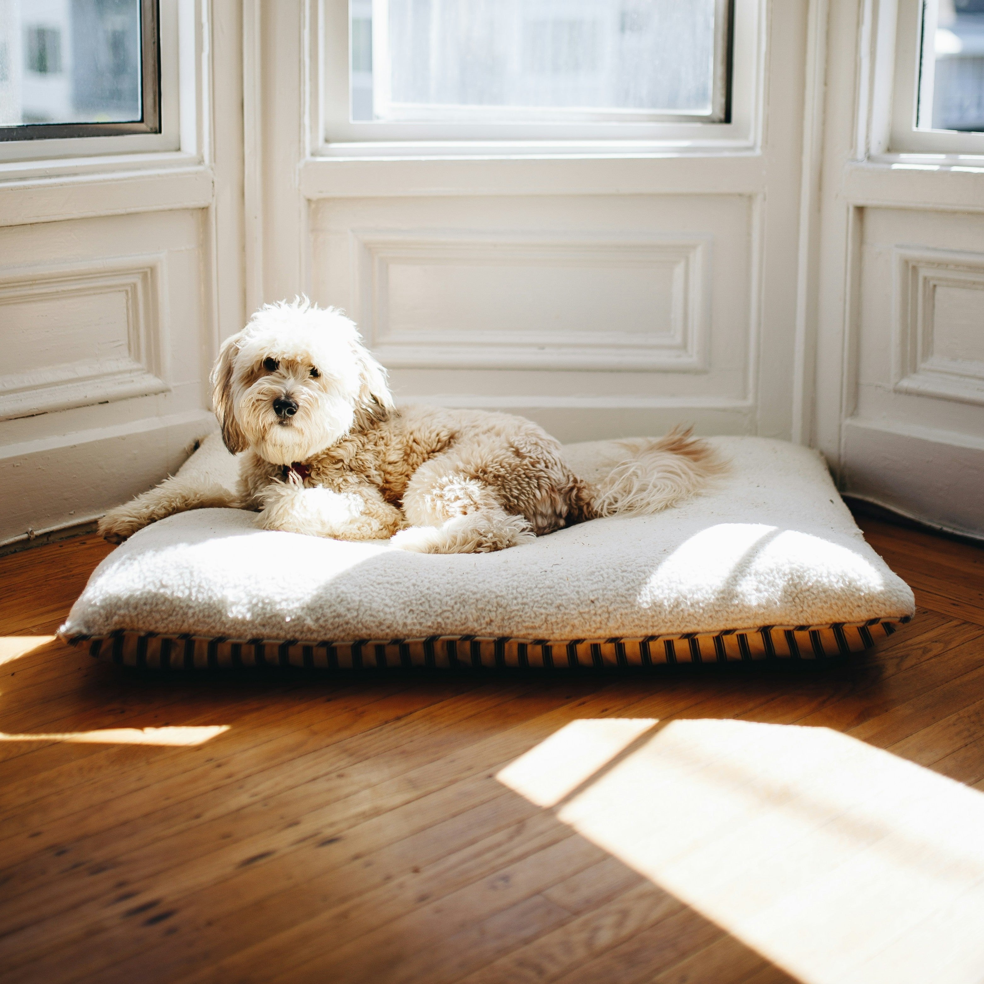 Pet Beds&Blankets