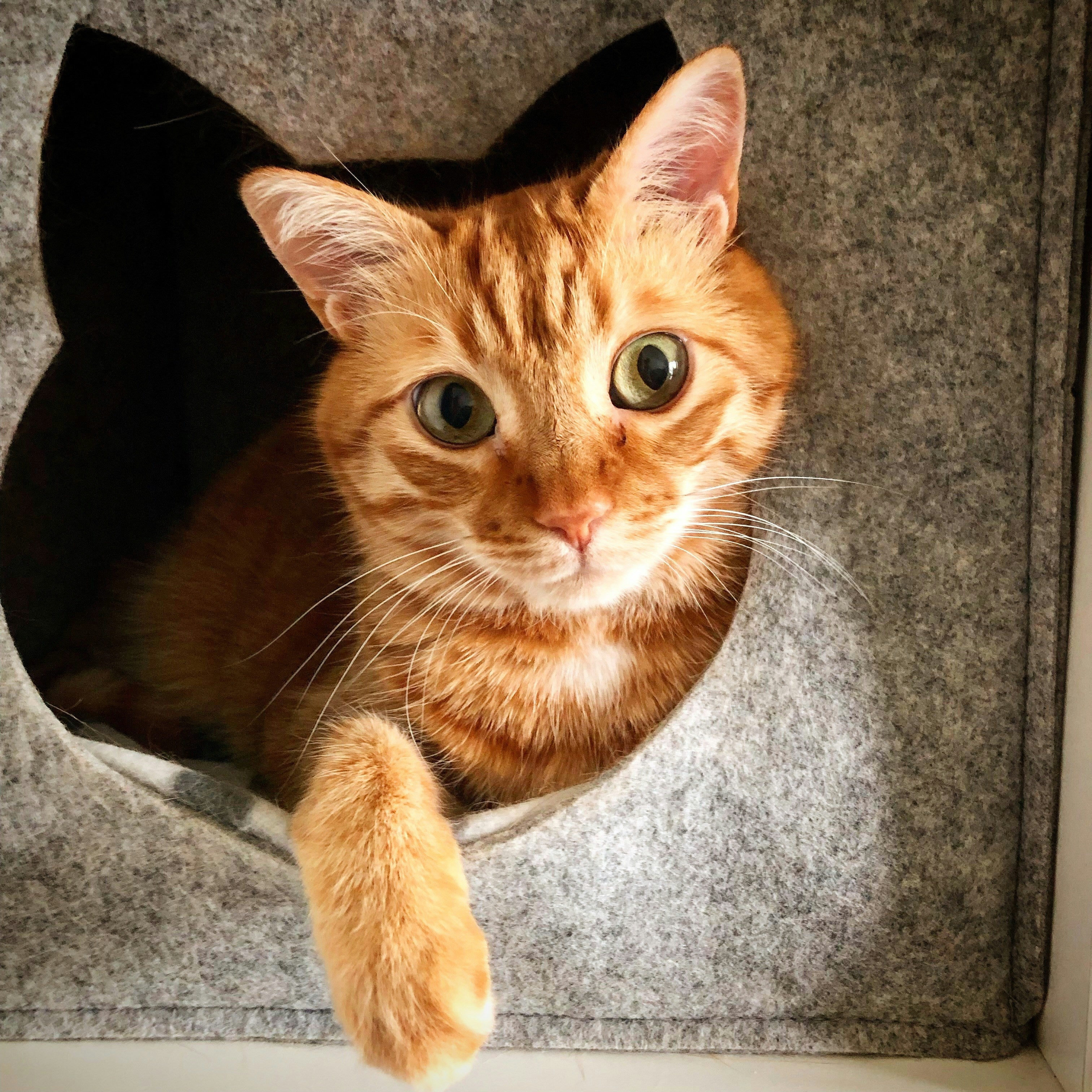 Pet Houses