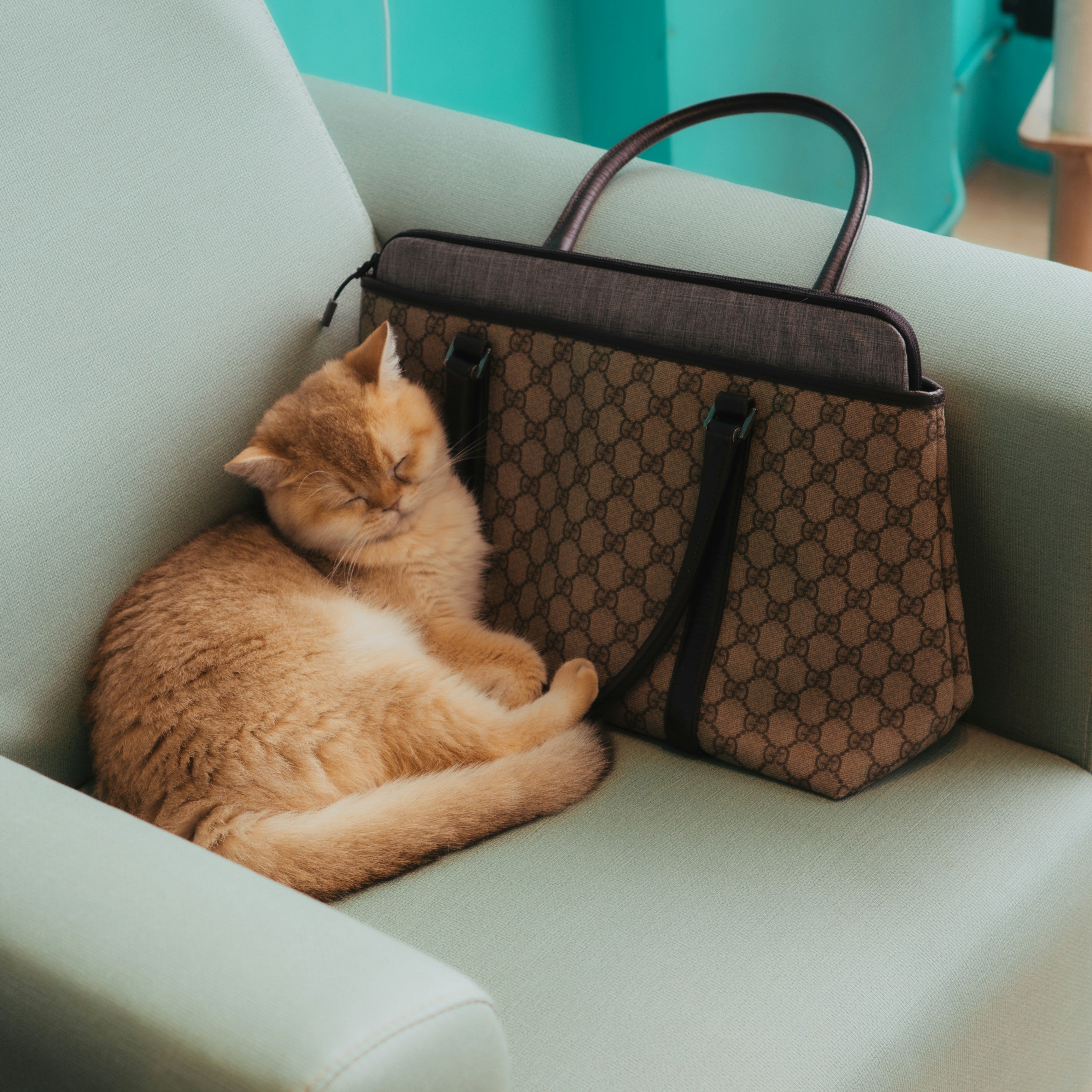 Pet Essentials